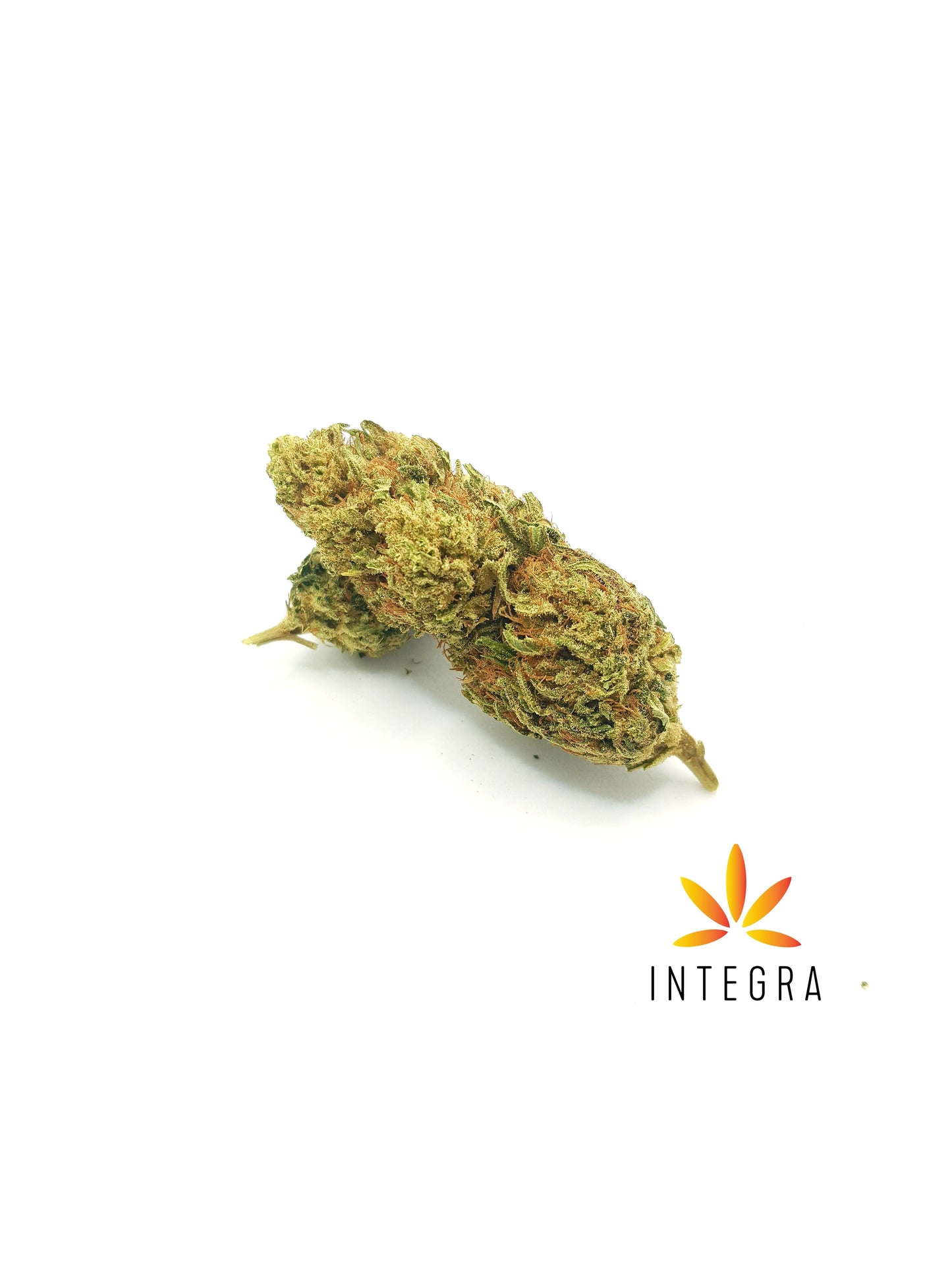 Ardisia 10% CBD